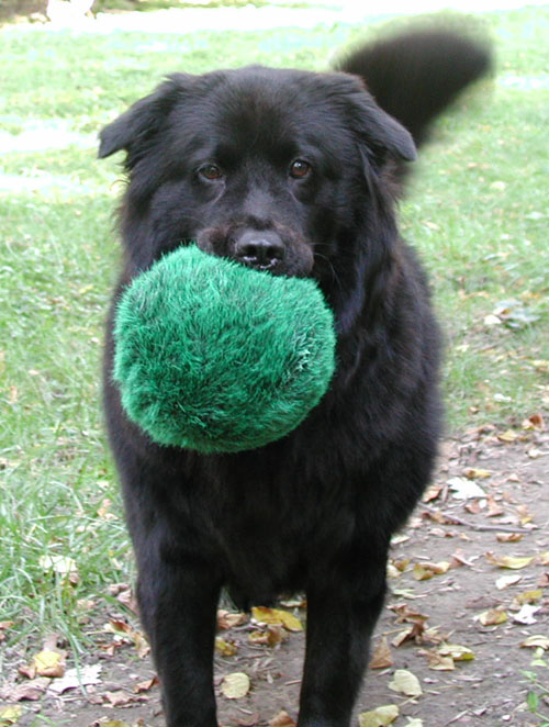 Chichi with her ball